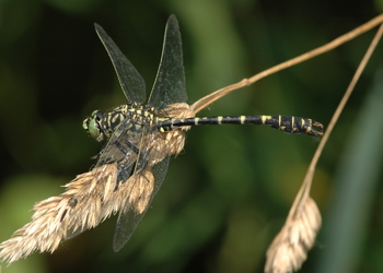 Kleine Zangenlibelle (Onychogomphus forcipatus) - © Brigitte  Komposch